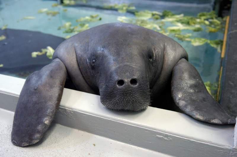 manatee